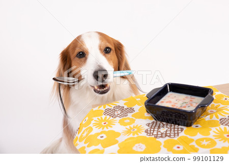 Kooikerhondier holding a spoon of homemade soup in front of you 99101129