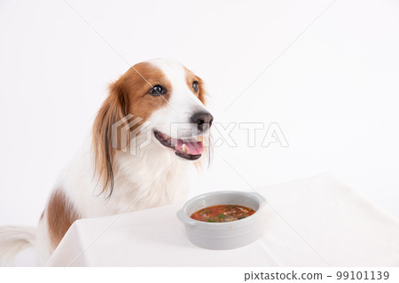 Kooikerhondje waiting for homemade vegetable soup with a smile Kooikerhondje waiting for homemade vegetable soup with a smile 99101139