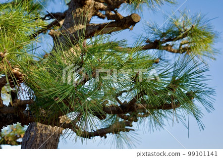 Pine tree just pruned against the blue sky 99101141