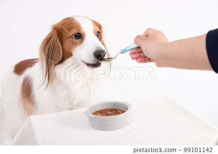 Kooikerhondje receiving a spoonful of homemade soup from the owner 99101142
