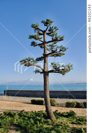 剛修剪過的松樹映襯著藍天 99101143