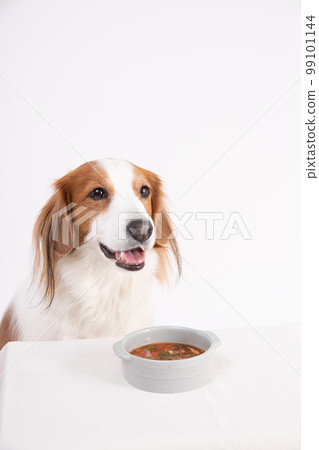 Kooikerhondje waiting for homemade vegetable soup with a smile 99101144