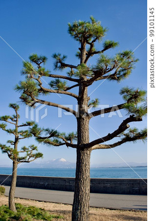 Pine tree just pruned against the blue sky 99101145