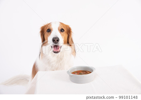 Kooikerhondje 微笑著等待自製蔬菜湯 Kooikerhondje 微笑著等待自製蔬菜湯 99101148