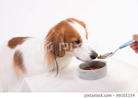Kooikerhondje receiving a spoonful of homemade soup from the owner Kooikerhondje receiving a spoonful of homemade soup from the owner 99101154