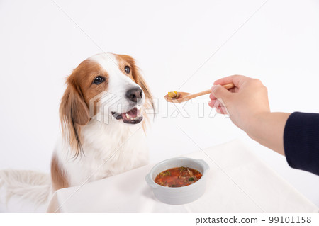 Kooikerhondje 從店主手中接過一勺自製湯 99101158