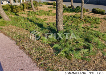 Pine twigs that have been pruned and fallen to the ground 99101348