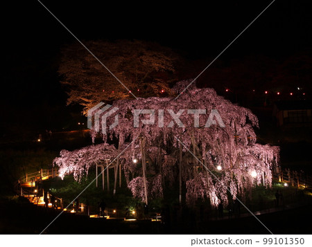 Spring in Fukushima, night view of Miharu Takizakura 99101350