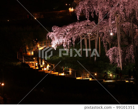 Spring in Fukushima, night view of Miharu Takizakura 99101351