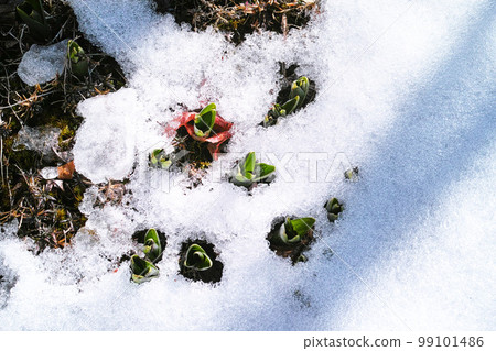 初春意象 春雪 初春意象 春雪 99101486