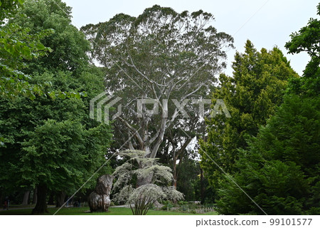 【新西蘭】基督城植物園 【新西蘭】基督城植物園 99101577