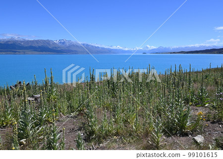 [New Zealand] Lake Pukaki 99101615