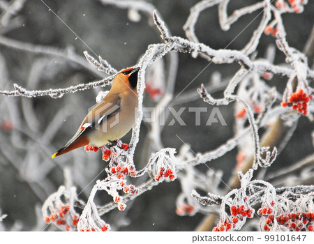 波希米亞太平鳥 99101647