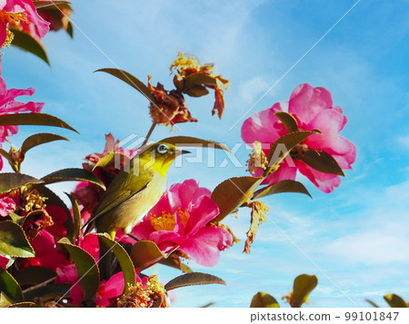 Sazanka and White-eye Sazanka and White-eye 99101847