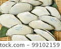 White shell 99102159