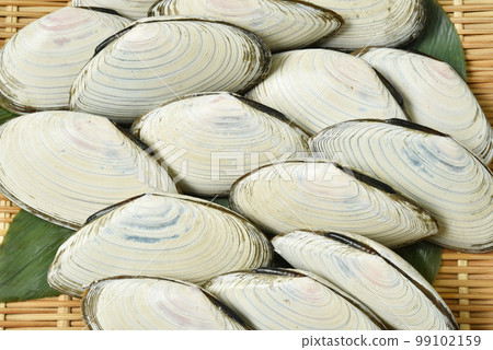 White shell 99102159