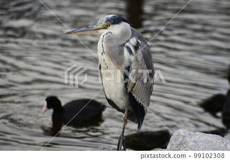 Gray heron Gray heron 99102308