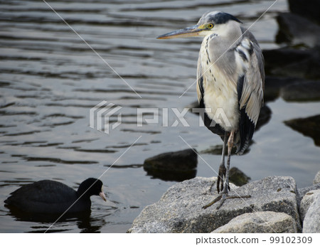 We live in the water We live in the water 99102309