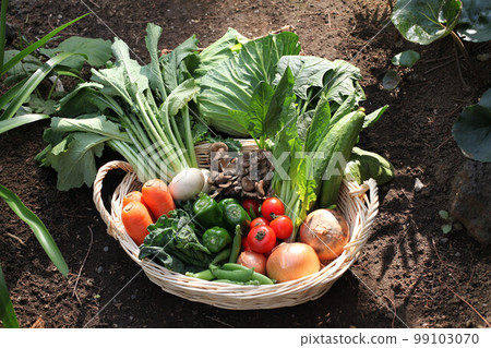 Fresh vegetable set Fresh vegetable set 99103070