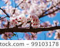 Up of cherry blossoms 99103178