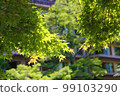 Fresh green maple 99103290