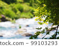 River and fresh green maple 99103293