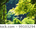 Glittering fresh green maple 99103294