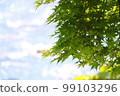 Sky and fresh green maple 99103296