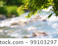 River and fresh green maple 99103297