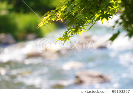 River and fresh green maple River and fresh green maple 99103297