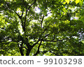 Sunbeams 99103298