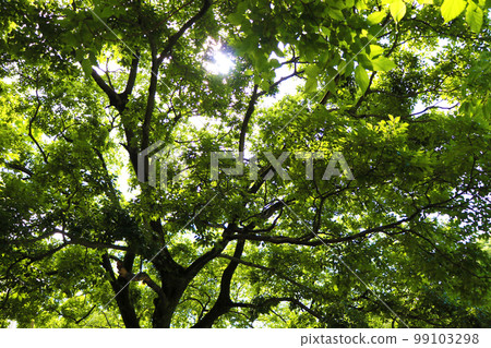 Sunbeams Sunbeams 99103298