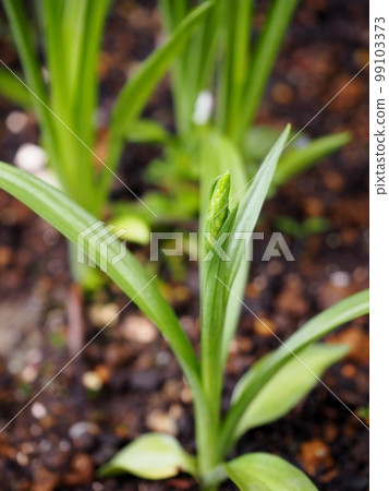 flower buds of nephritis flower buds of nephritis 99103373