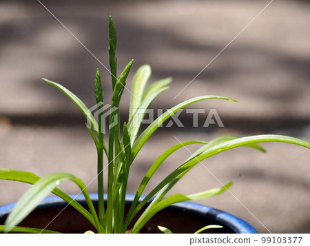 flower buds of nephritis 99103377