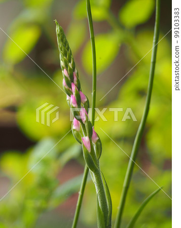 油桃的芽 99103383