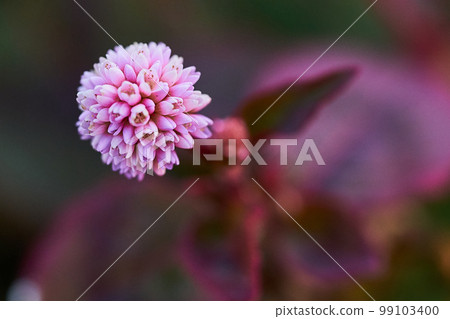 冬季綠色道路鮮花 冬季綠色道路鮮花 冬季綠色道路鮮花 冬季綠色道路鮮花 99103400