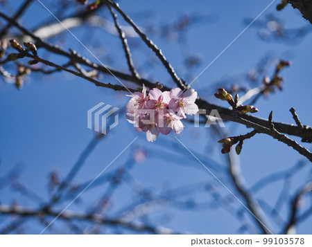 Yoritomo Sakura at Sakuma Dam Lake Yoritomo Sakura at Sakuma Dam Lake 99103578