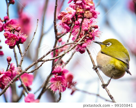 梅花和梅佐 99103841