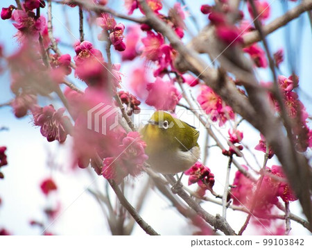 梅花和梅佐 99103842