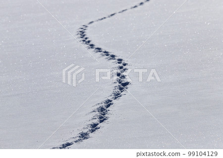 雪原蝦夷赤狐的腳印 雪原蝦夷赤狐的腳印 99104129