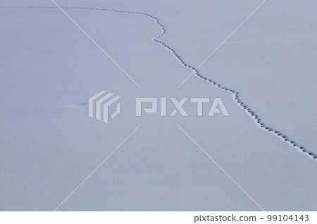 Footprints in the snowfield Ezo red fox Footprints in the snowfield Ezo red fox 99104143