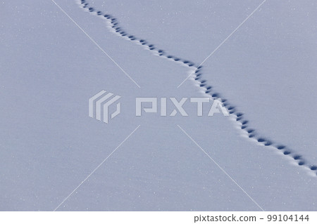 Footprints in the snowfield Ezo red fox Footprints in the snowfield Ezo red fox 99104144