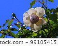 玫瑰 99105415