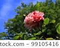 玫瑰 99105416