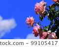 玫瑰 99105417