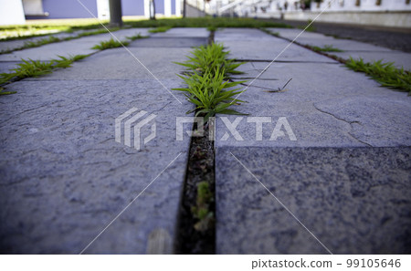Cement floor with plants 99105646