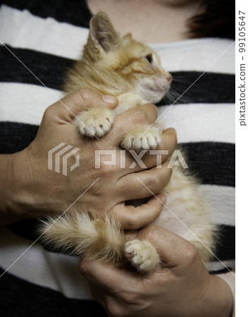 Abandoned cat puppy 99105647