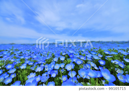 藍天盛開的 Nemophila 田（茨城縣） 99105715