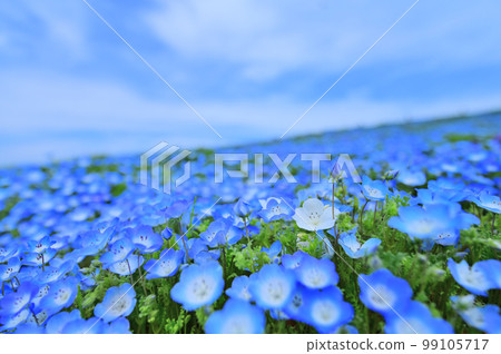 藍天盛開的 Nemophila 田(茨城縣) 藍天盛開的 Nemophila 田(茨城縣) 99105717