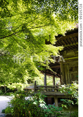 湖南三山長壽寺的新綠 99105728